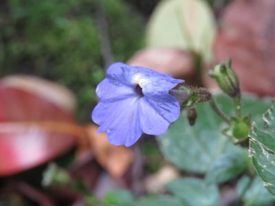 Browallia americana, photographed by Juan Carlos Caicedo Hernández