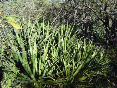 Agave angustiarum, photographed by Eugenio Padilla