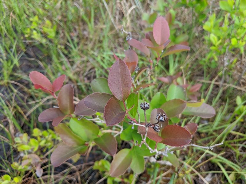 Zenobia pulverulenta, photographed by Austin Pursley