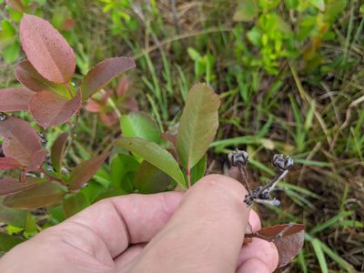 Zenobia pulverulenta, photographed by Austin Pursley