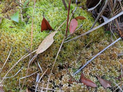 Sphagnum perichaetiale, photographed by Austin Pursley