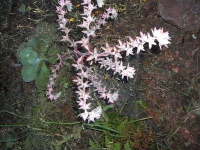 Echeveria gigantea, photographed by Eugenio Padilla