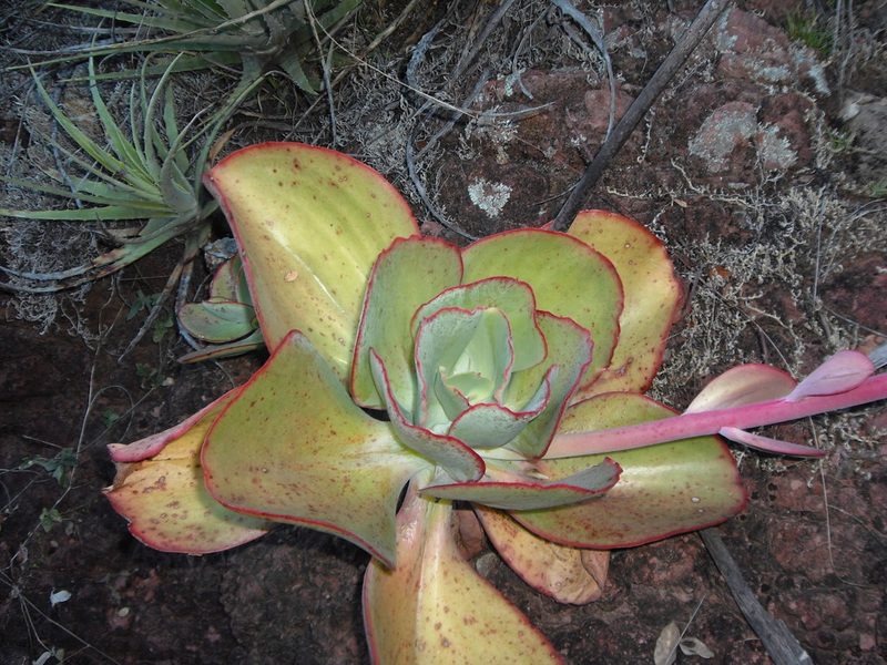 Echeveria gigantea, photographed by Eugenio Padilla