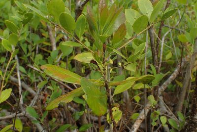 Myrica caroliniensis, photographed by Austin Pursley