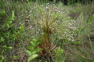 Paepalanthus chiquitensis, photographed by Sebastian Serna Muñoz