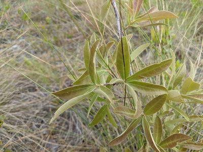 Quercus incana, photographed by Austin Pursley