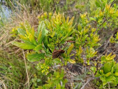Myrica caroliniensis, photographed by Austin Pursley