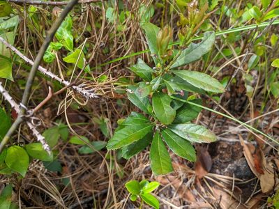 Myrica caroliniensis, photographed by Austin Pursley