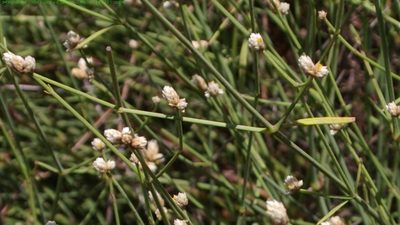 Alternanthera filifolia, photographed by Don Johnston