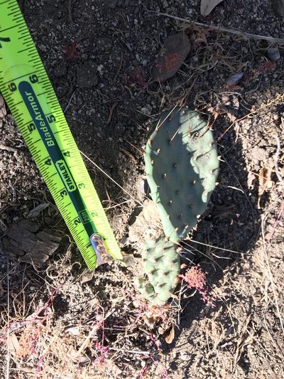 Opuntia pottsii, photographed by CK2AZ