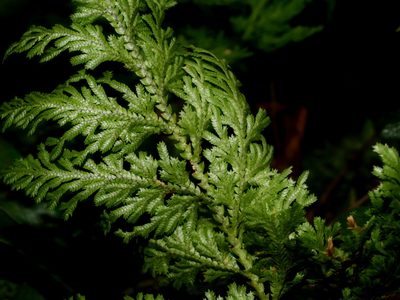Selaginella involvens, photographed by Jacy Chen