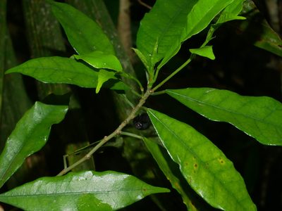 Ficus formosana, photographed by Jacy Chen