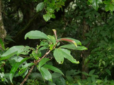 Staphylea ternata, photographed by Jacy Chen