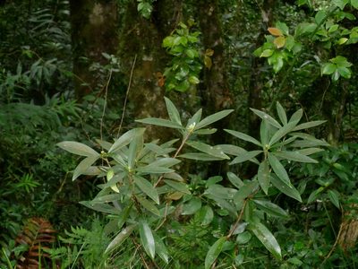 Daphne arisanensis, photographed by Jacy Chen