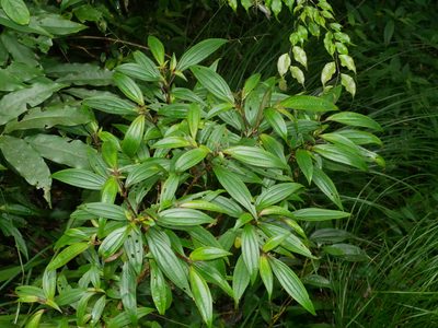 Bredia oldhamii, photographed by Jacy Chen