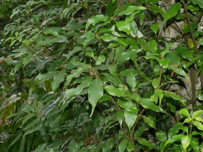 Quercus longinux, photographed by Jacy Chen