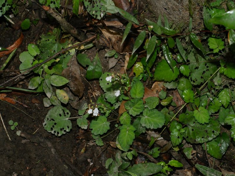 Salvia hayatae, photographed by Jacy Chen
