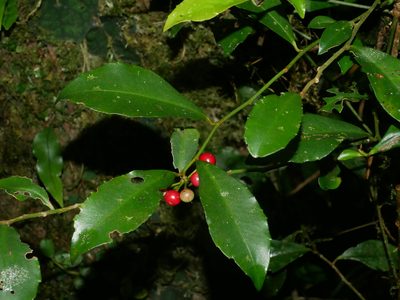 Ardisia cornudentata, photographed by Jacy Chen