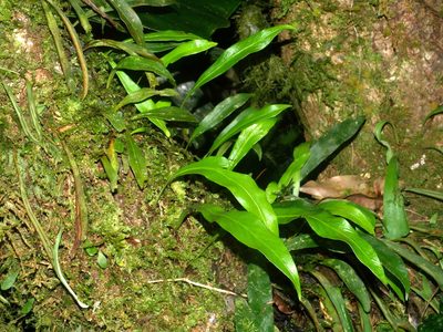 Loxogramme salicifolia, photographed by Jacy Chen
