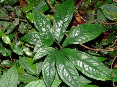 Arisaema thunbergii, photographed by Jacy Chen