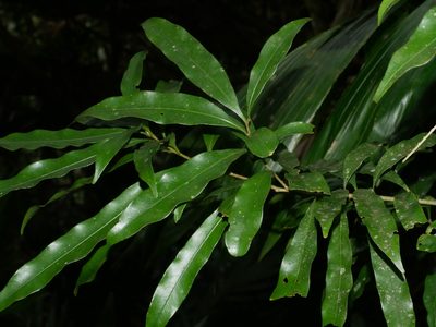 Lithocarpus hancei, photographed by Jacy Chen