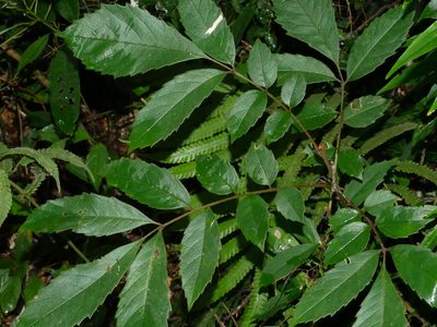 Meliosma rhoifolia, photographed by Jacy Chen