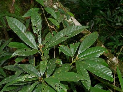 Lithocarpus brevicaudatus, photographed by Jacy Chen
