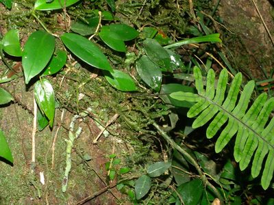 Goniophlebium formosanum, photographed by Jacy Chen