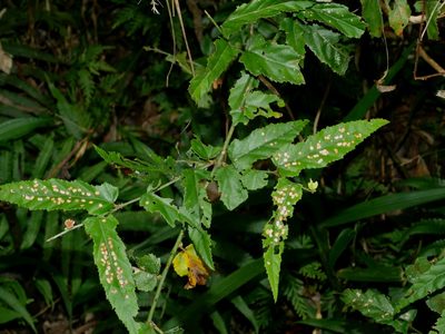 Rubus swinhoei, photographed by Jacy Chen