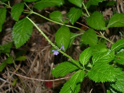 Stachytarpheta urticifolia, photographed by Jacy Chen