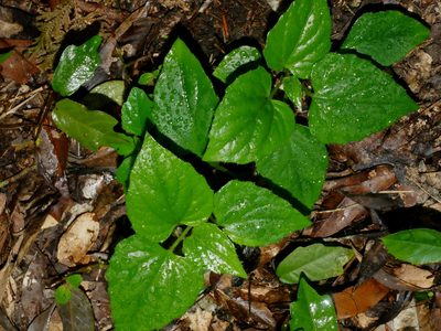 Ainsliaea macroclinidioides, photographed by Jacy Chen