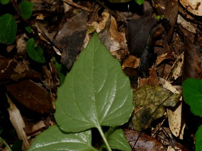 Ainsliaea macroclinidioides, photographed by Jacy Chen