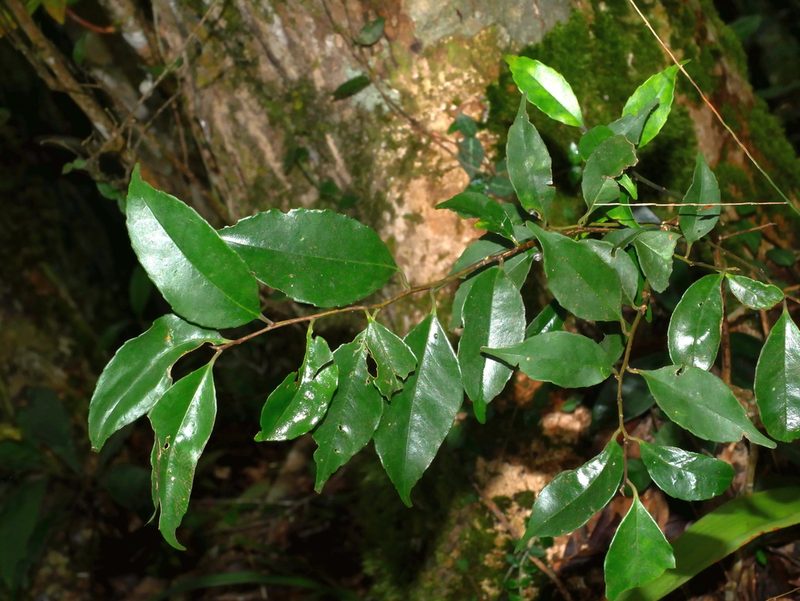 Ilex ficoidea, photographed by Jacy Chen