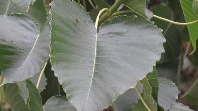 Hura polyandra, photographed by maryury