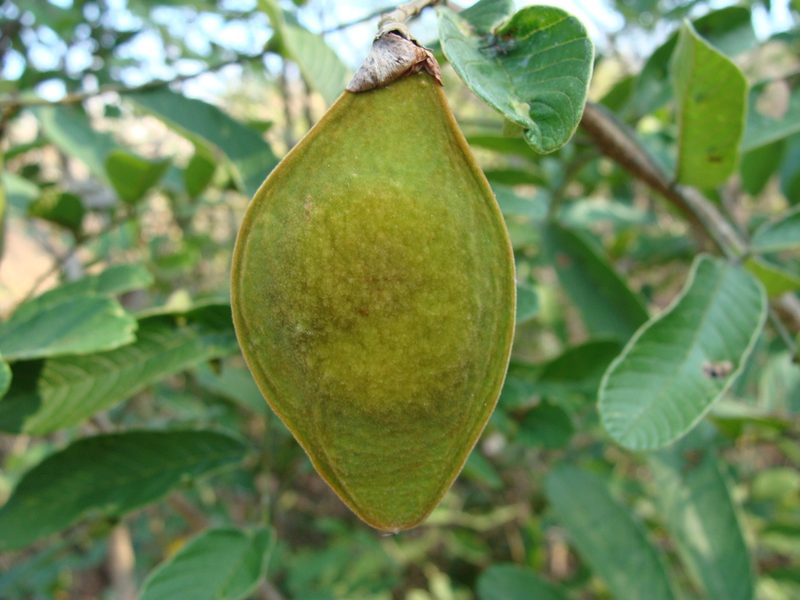 Lonchocarpus eriocarinalis, photographed by Alexis López Hernández