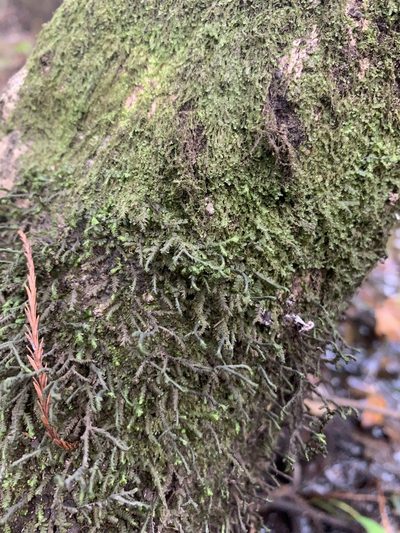 Porella pinnata, photographed by Brandon Corder