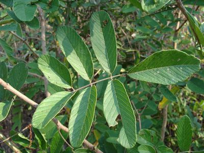 Lonchocarpus eriocarinalis, photographed by Alexis López Hernández