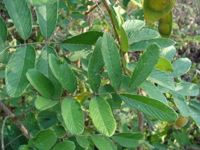 Lonchocarpus eriocarinalis, photographed by Alexis López Hernández