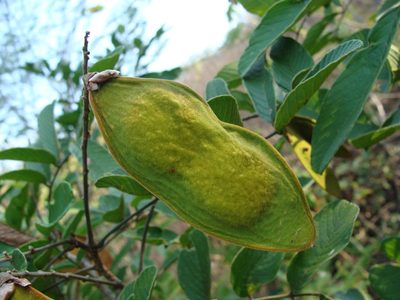 Lonchocarpus eriocarinalis, photographed by Alexis López Hernández
