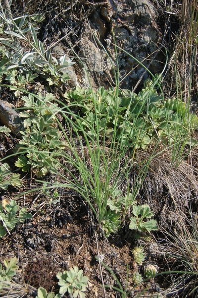Allium vodopjanovae, photographed by Alexander Dubynin
