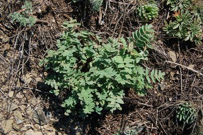 Hedysarum gmelinii, photographed by Alexander Dubynin
