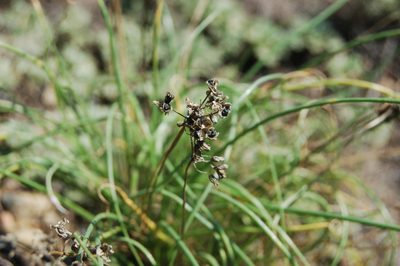 Allium vodopjanovae, photographed by Alexander Dubynin