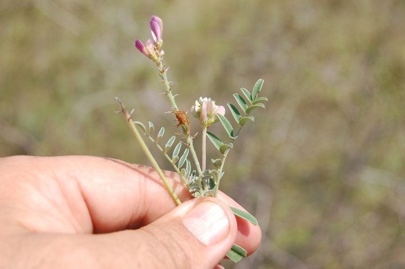 Hedysarum gmelinii, photographed by Alexander Dubynin