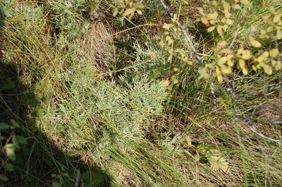 Artemisia sericea, photographed by Alexander Dubynin