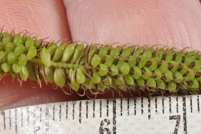 Carex coriacea, photographed by Pieter Pelser