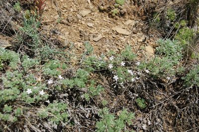 Gypsophila patrinii, photographed by Alexander Dubynin