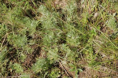 Artemisia sericea, photographed by Alexander Dubynin