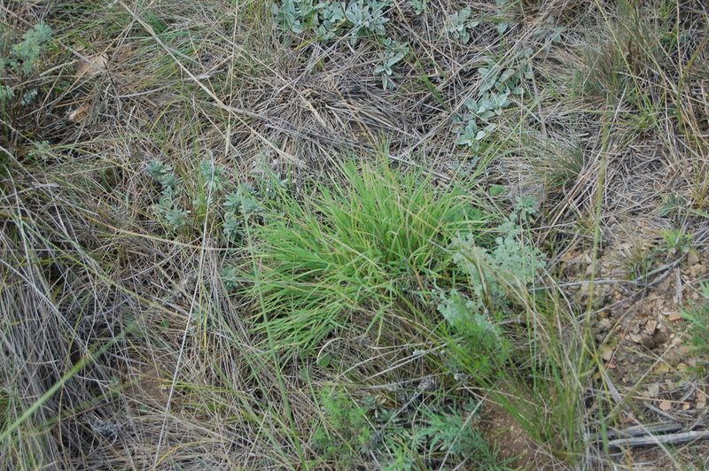 Cleistogenes squarrosa, photographed by Alexander Dubynin