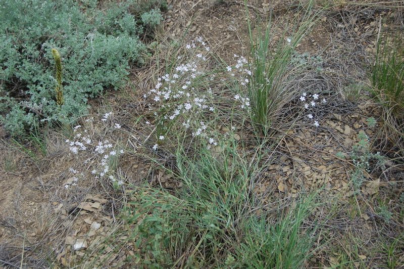 Gypsophila patrinii, photographed by Alexander Dubynin