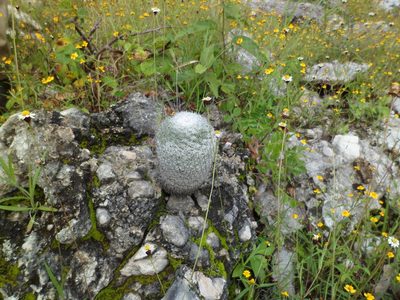 Mammillaria haageana, photographed by Janitzio Pech Zúñiga